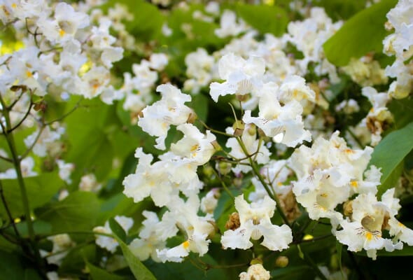 Catalpa (2)