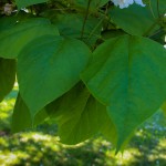 Catalpa (3)