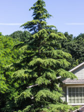 Cedrus deodara - Deodara Cedar_Spring View