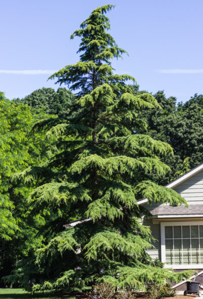 Cedrus deodara - Deodara Cedar_Spring View