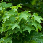 Columnar Norway Maple Foliage_Internet