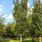 Columnar Sargent Cherry (1)