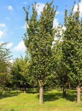 Columnar Sargent Cherry (1)