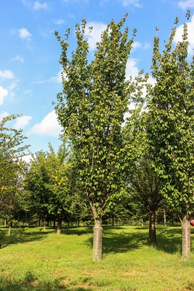 Columnar Sargent Cherry (1)