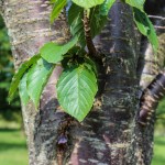 Columnar Sargent Cherry (2)