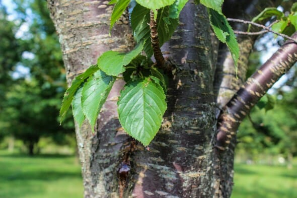 Columnar Sargent Cherry (2)