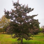 Cornus Florida White - Fall View