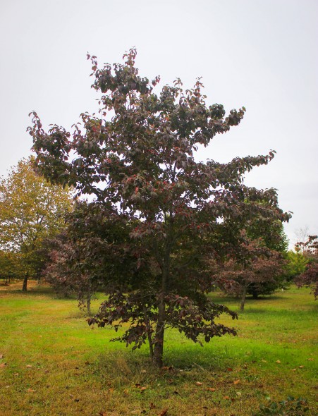 Cornus Florida White - Fall View