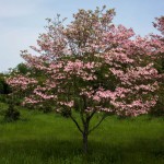 Cornus florida pink