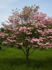 Cornus florida pink