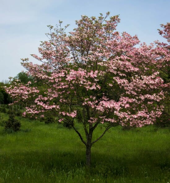 Cornus florida pink