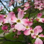 Cornus florida pink flower