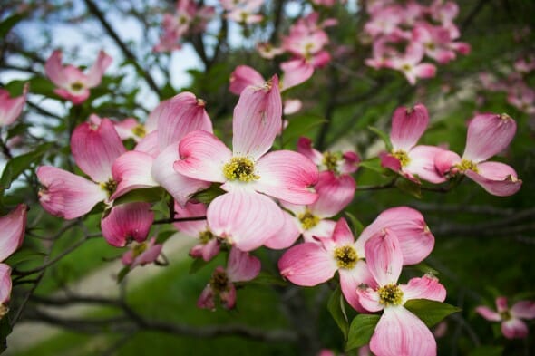 Cornus florida pink flower