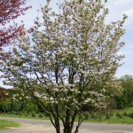 Cornus florida white