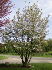 Cornus florida white