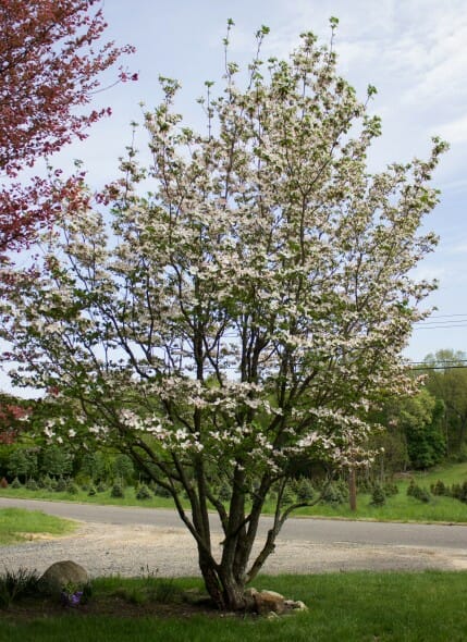 Cornus florida white