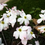 Cornus florida white flower