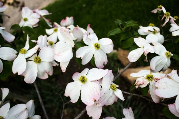 Cornus florida white flower