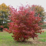 Cornus kousa (2)