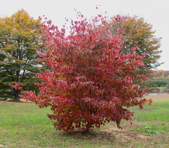 Cornus kousa (2)