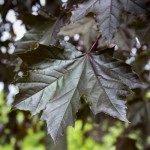 Crimson King Maple foliage