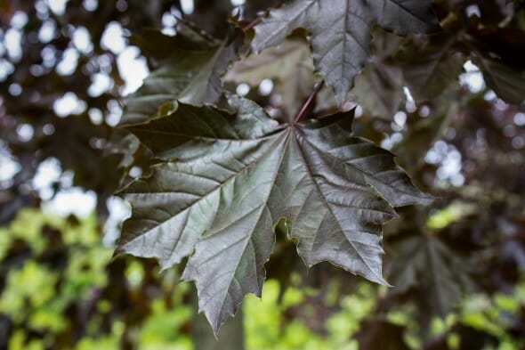 Crimson King Maple foliage