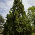 Cryptomeria yoshino