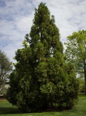 Cryptomeria yoshino