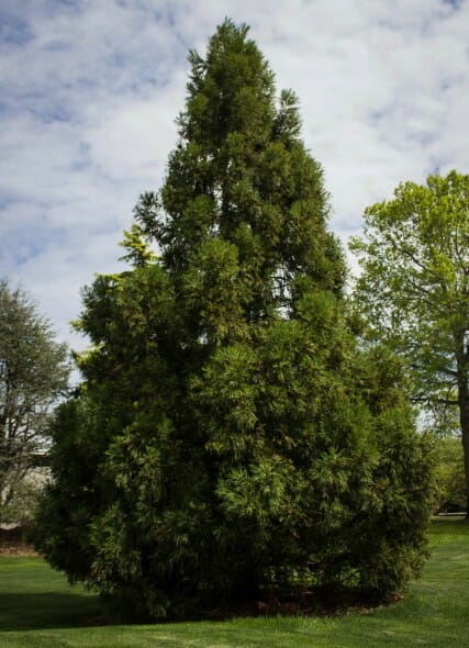 Cryptomeria yoshino