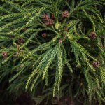 Cryptomeria yoshino foliage