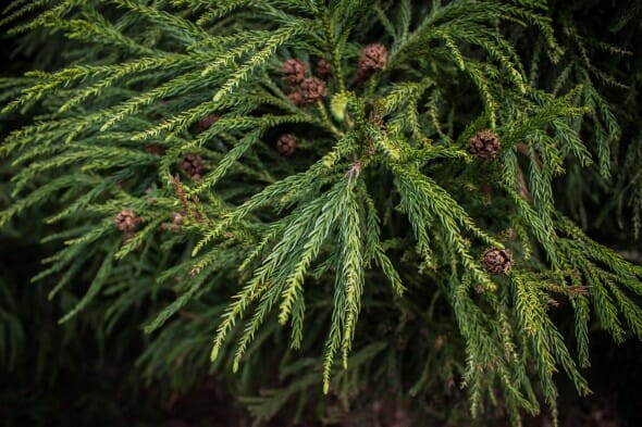 Cryptomeria yoshino foliage