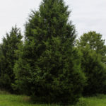 Eastern-Red-Cedar-1