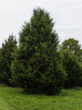 Eastern-Red-Cedar-1