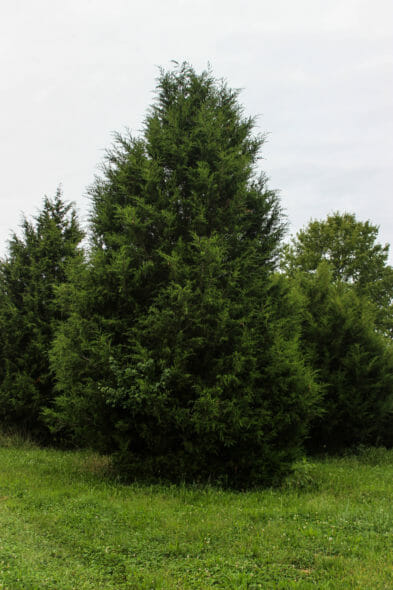 Eastern-Red-Cedar-1