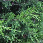 Eastern Red Cedar (3)