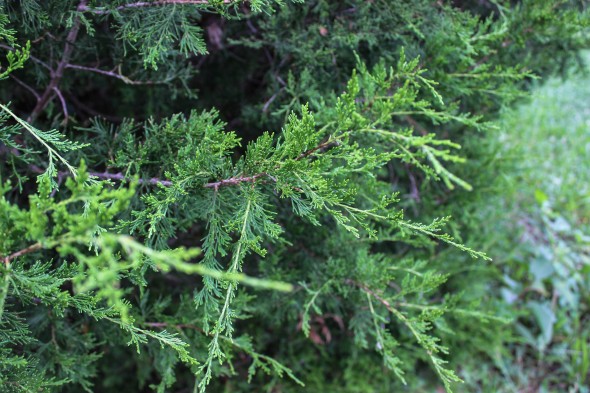 Eastern Red Cedar (3)
