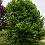 European Beech (1)