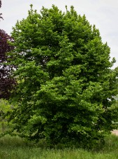 European Beech (1)