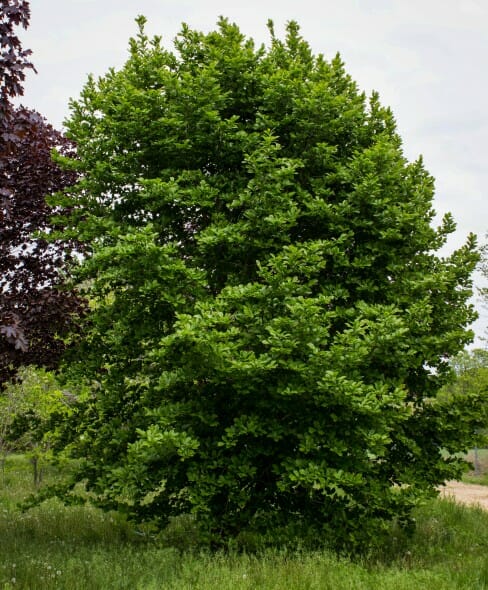 European Beech (1)