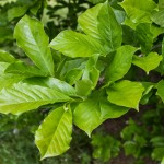 European Beech (2)