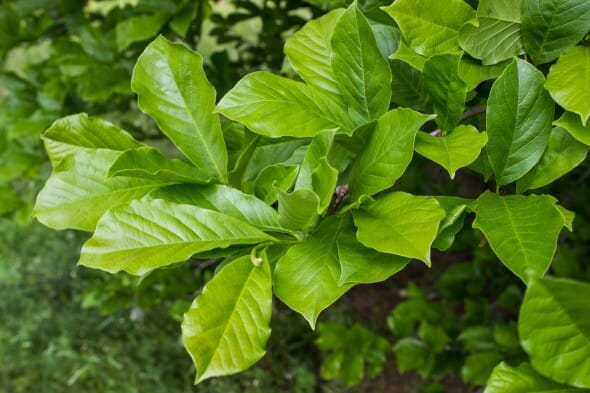 European Beech (2)