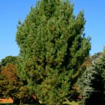 Fastigate white pine