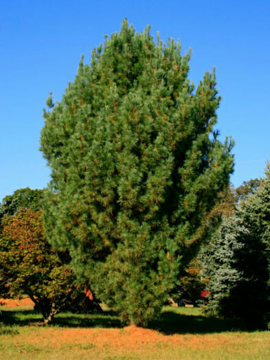 Fastigate white pine