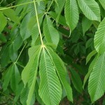 Fort Mcnair horsechestnut foliage_internet