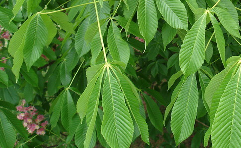 Fort Mcnair horsechestnut foliage_internet