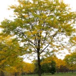 Gleditsia_triacanthos_Christie3b