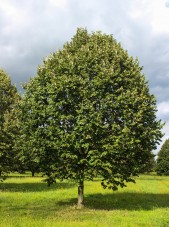 Green Mountain Silver Linden (1)