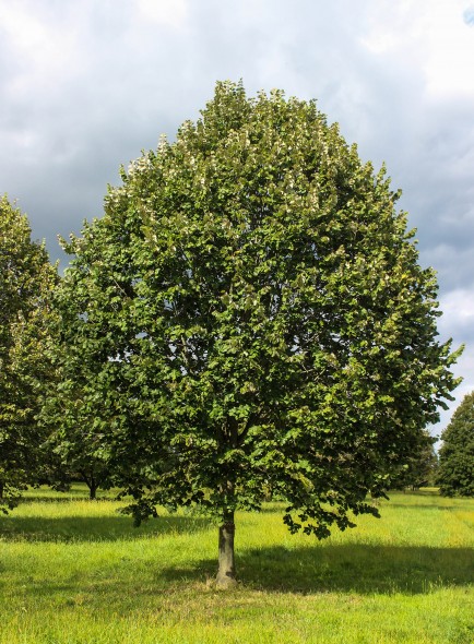 Green Mountain Silver Linden (1)