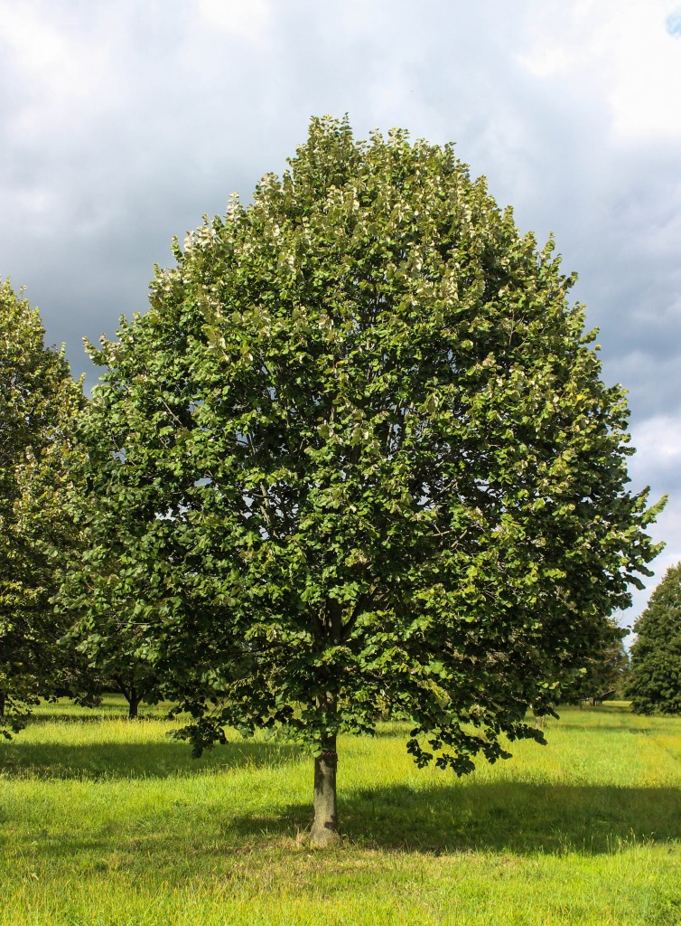 Green Mountain Silver Linden Halka Nurseries