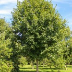 Green Mountain Sugar Maple (1)